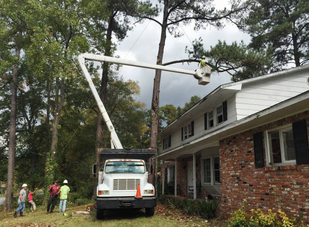 Best Arborist Consultation Services  in Columbia, MO