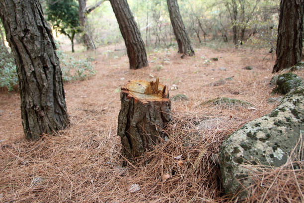 Best Stump Grinding and Removal  in Columbia, MO