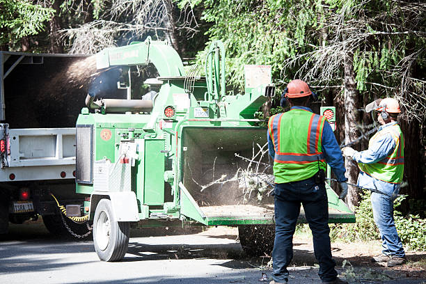 Professional Tree Care in Columbia, MO