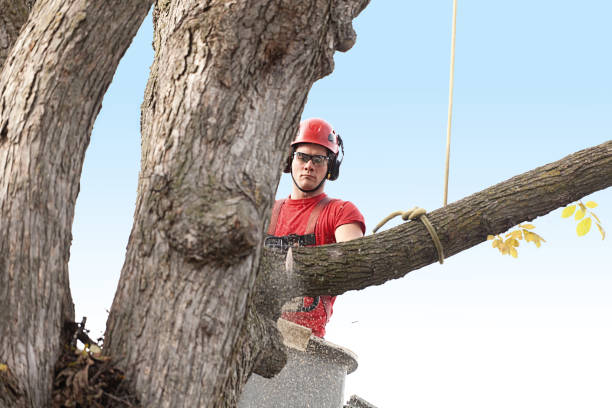 Best Pest Control for Lawns  in Columbia, MO